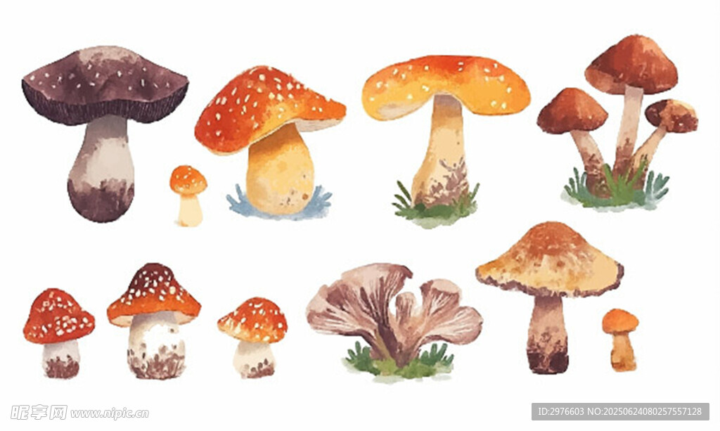 多彩蘑菇插畫集合