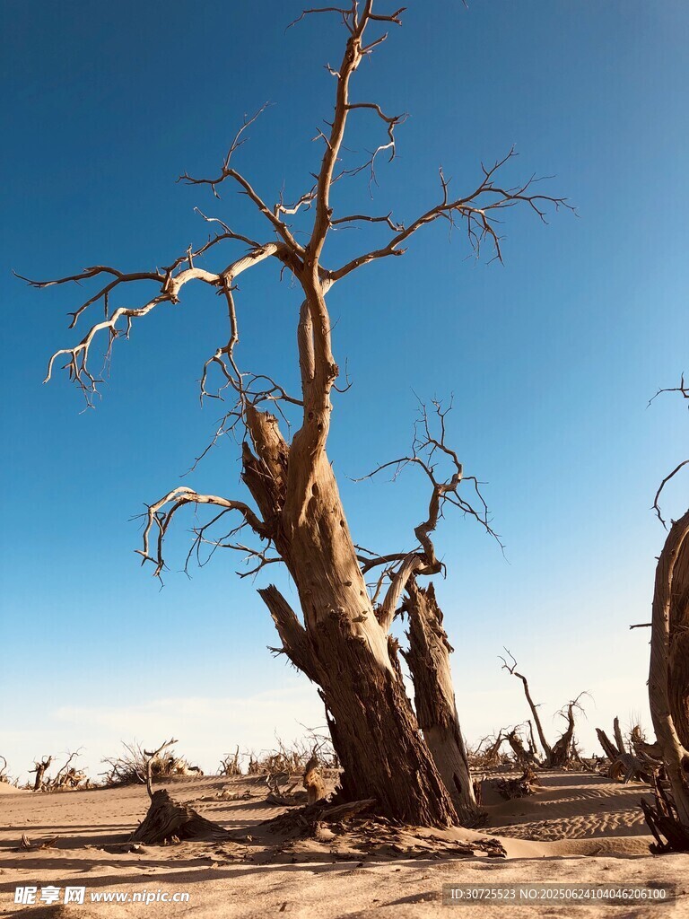 怪樹林