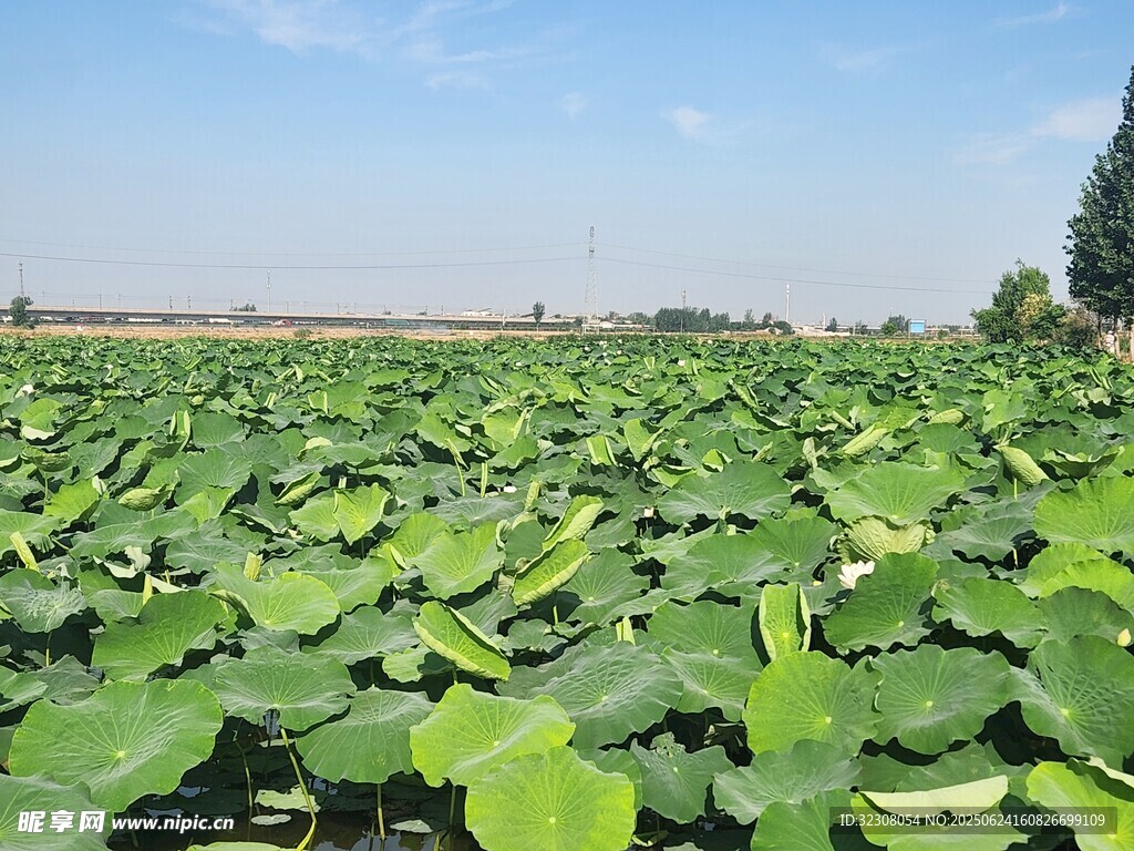 夏日荷塘綠意濃
