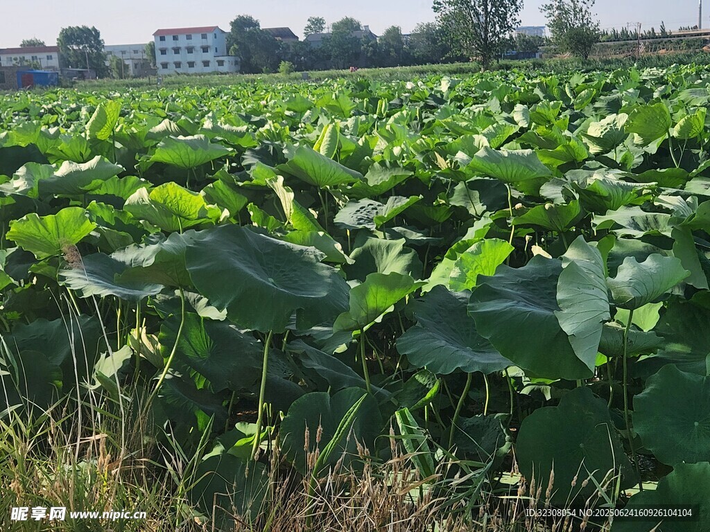 夏日荷塘綠意盎然