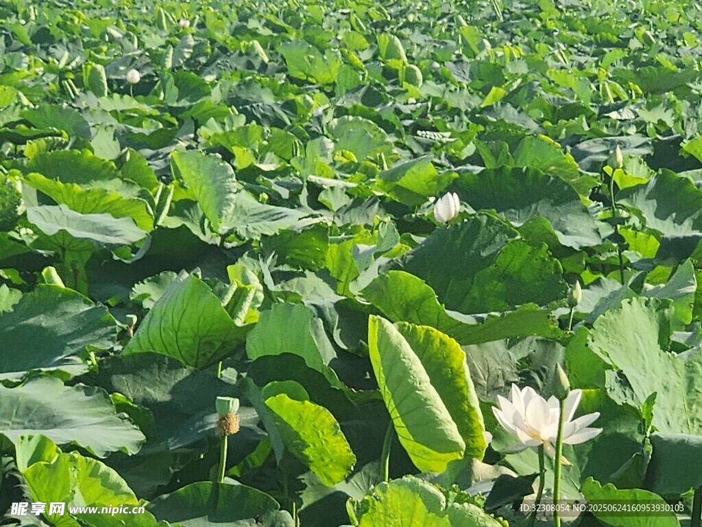 夏日荷塘美景