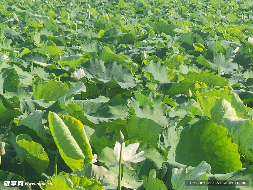 夏日荷塘綠意盎然