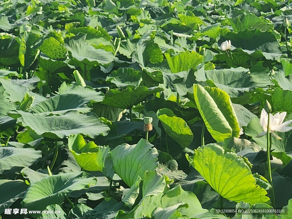夏日荷塘綠意盎然