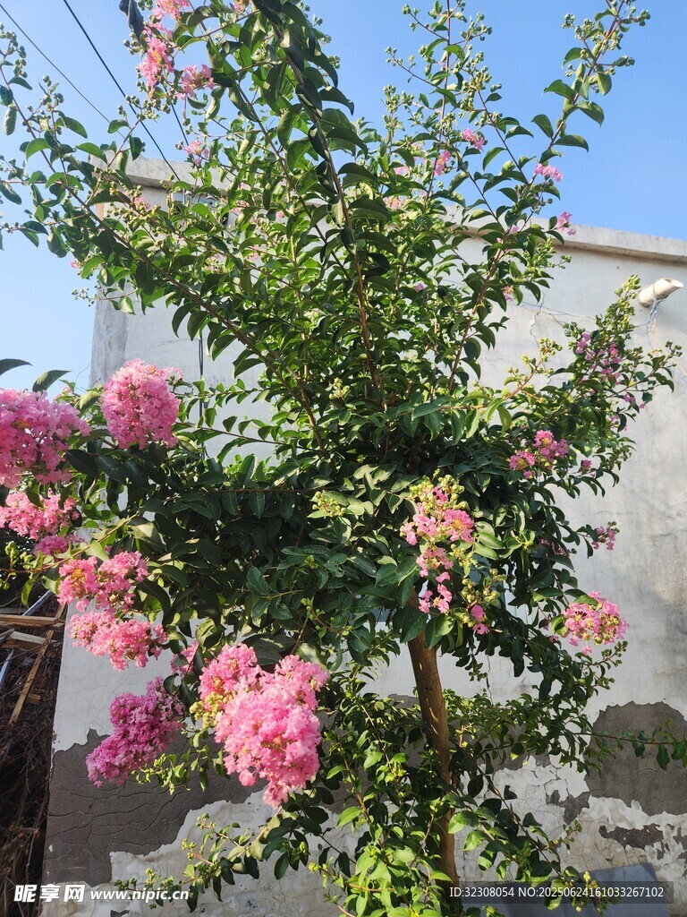 盛開的粉色花朵綠植