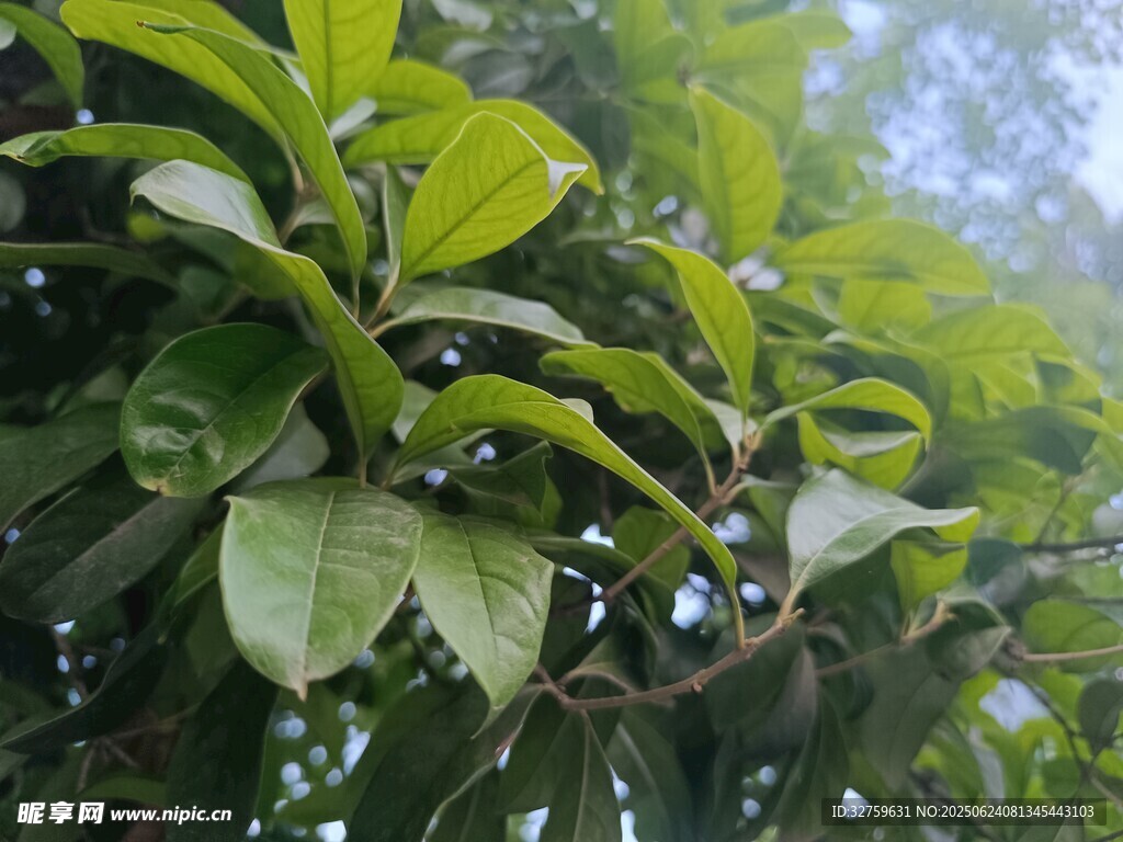 翠綠繁茂的樹葉特寫