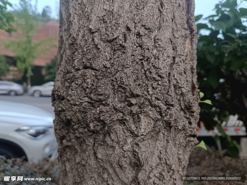 樹皮紋理特寫