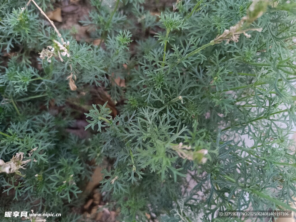 枝葉繁茂的綠色植物