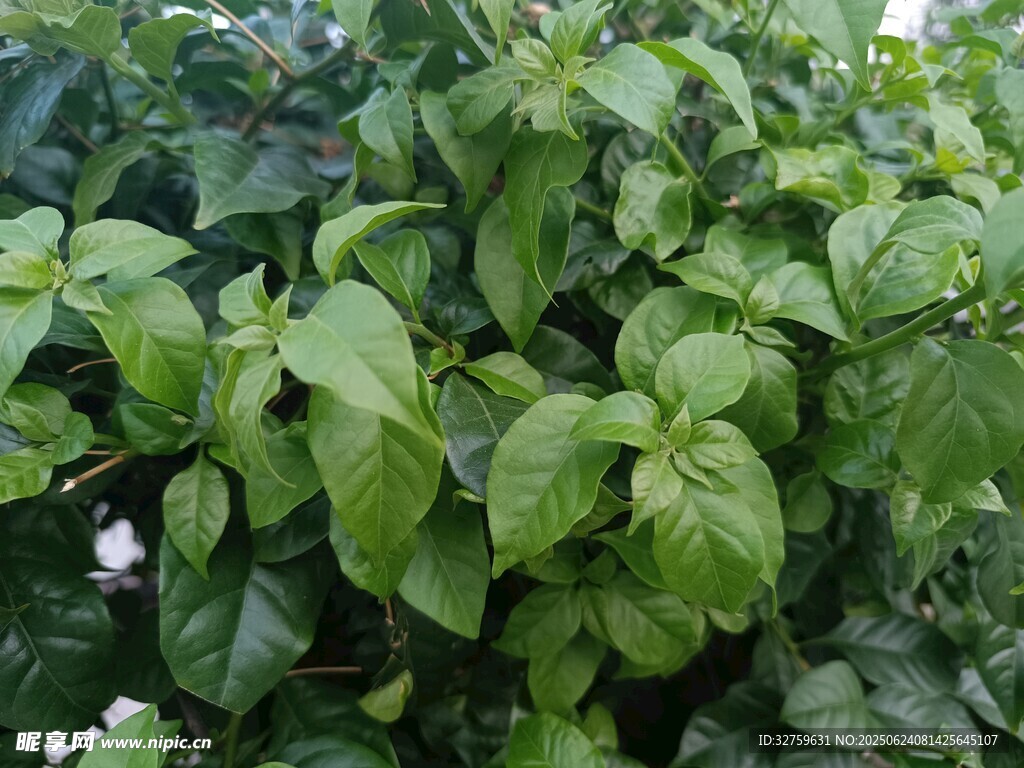 茂盛的綠色羅勒植物