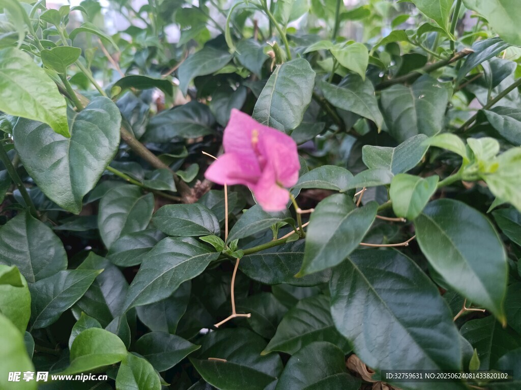 嬌艷粉色花朵綻放綠葉間