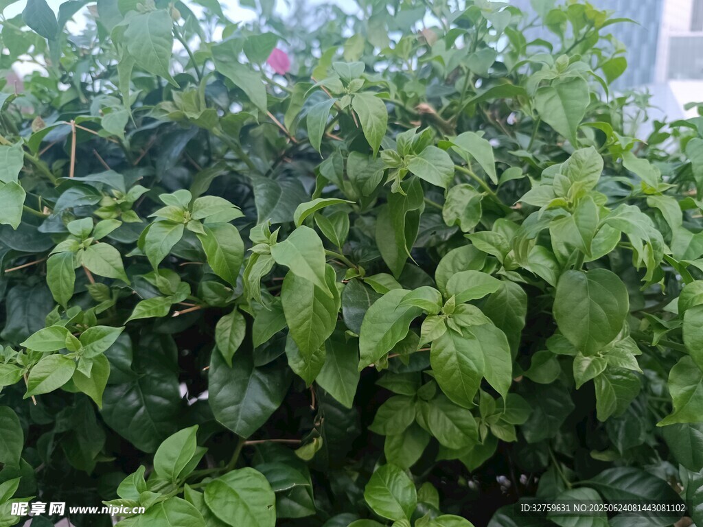 綠葉繁茂的植物景觀