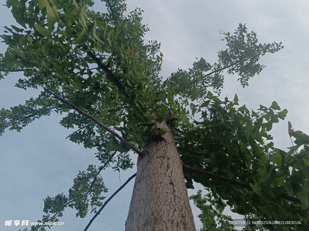 仰視高大挺拔的樹木