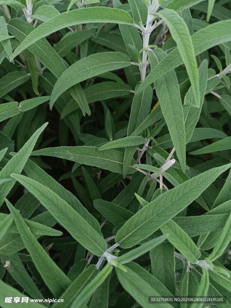 翠綠繁茂的植物葉片