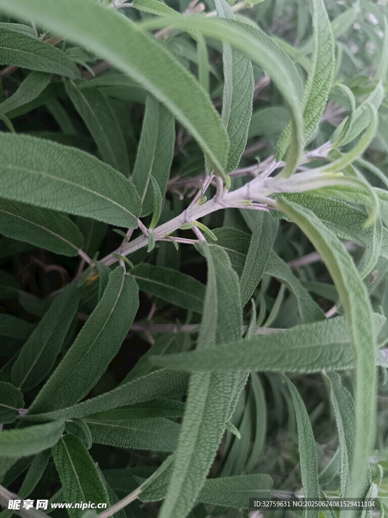 細(xì)長綠葉植物特寫