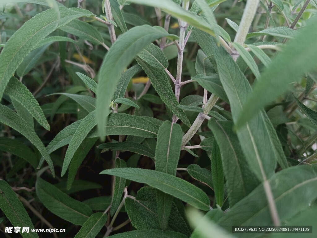翠綠修長葉片植物特寫