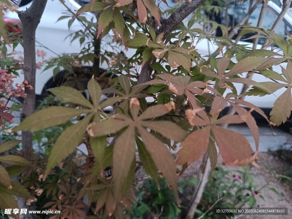 枝葉繁茂的植物