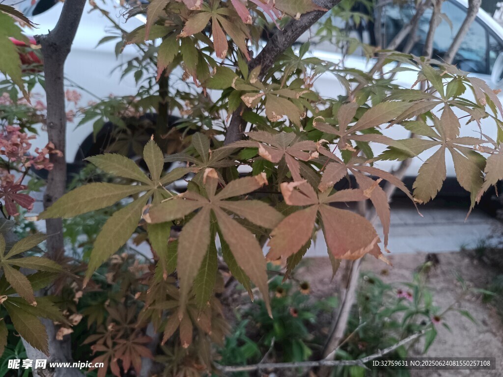 秋日斑斕樹葉植物景象