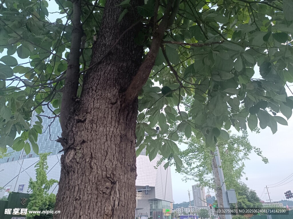 粗壯大樹枝葉繁茂