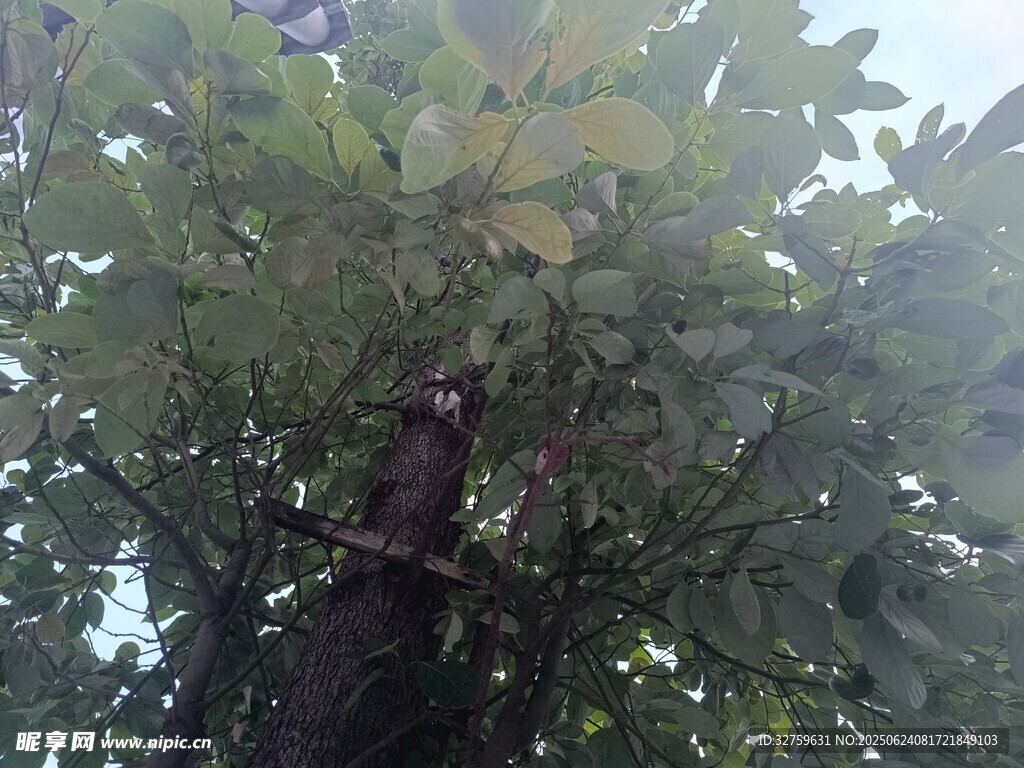 枝葉繁茂的大樹