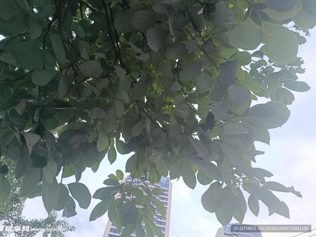 枝葉繁茂的綠樹景觀