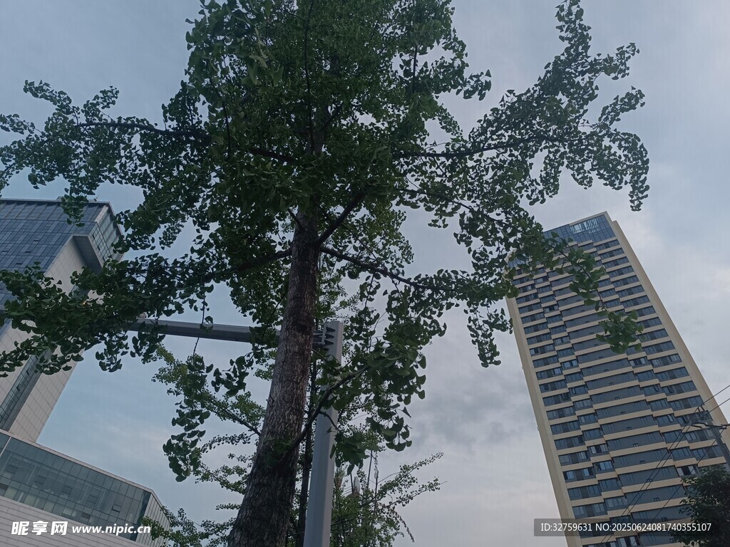 城市中挺拔的綠樹(shù)高樓