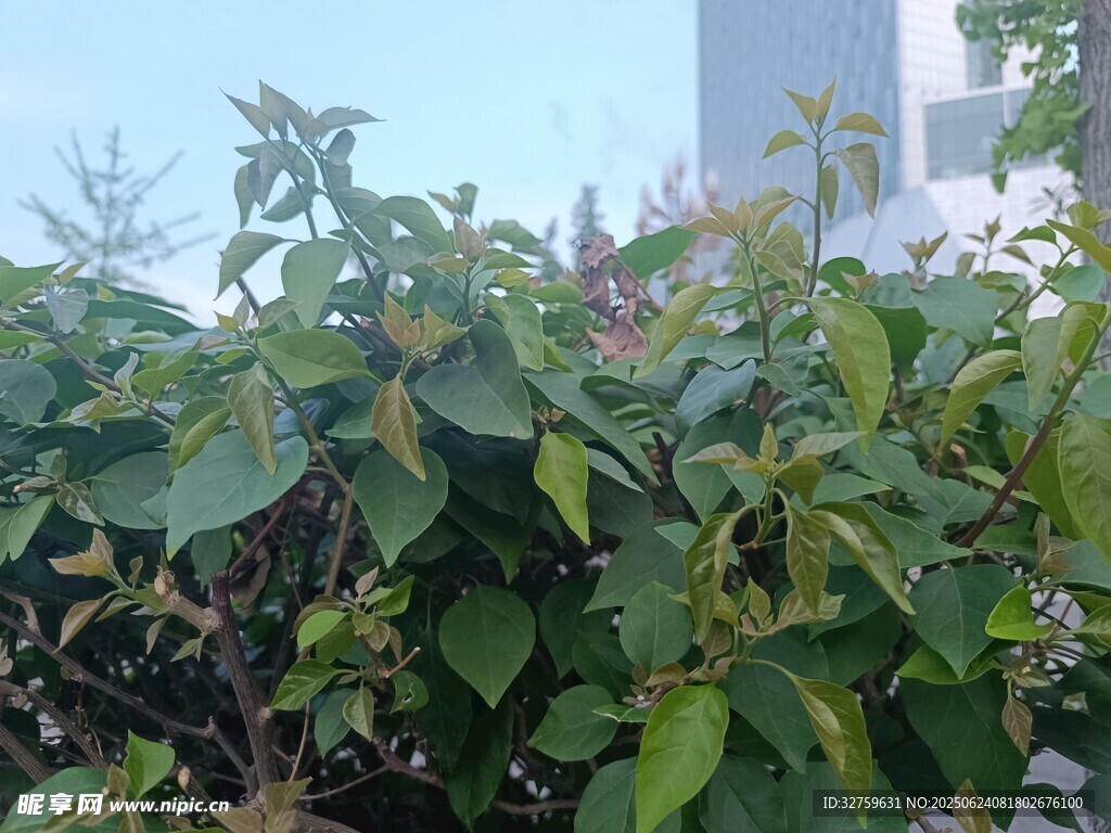 綠葉繁茂的植物景觀