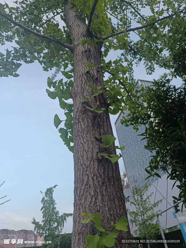 高大繁茂的街邊大樹