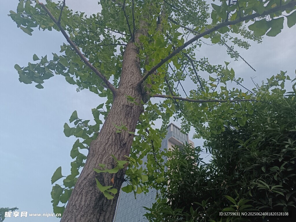 高大挺拔的樹木
