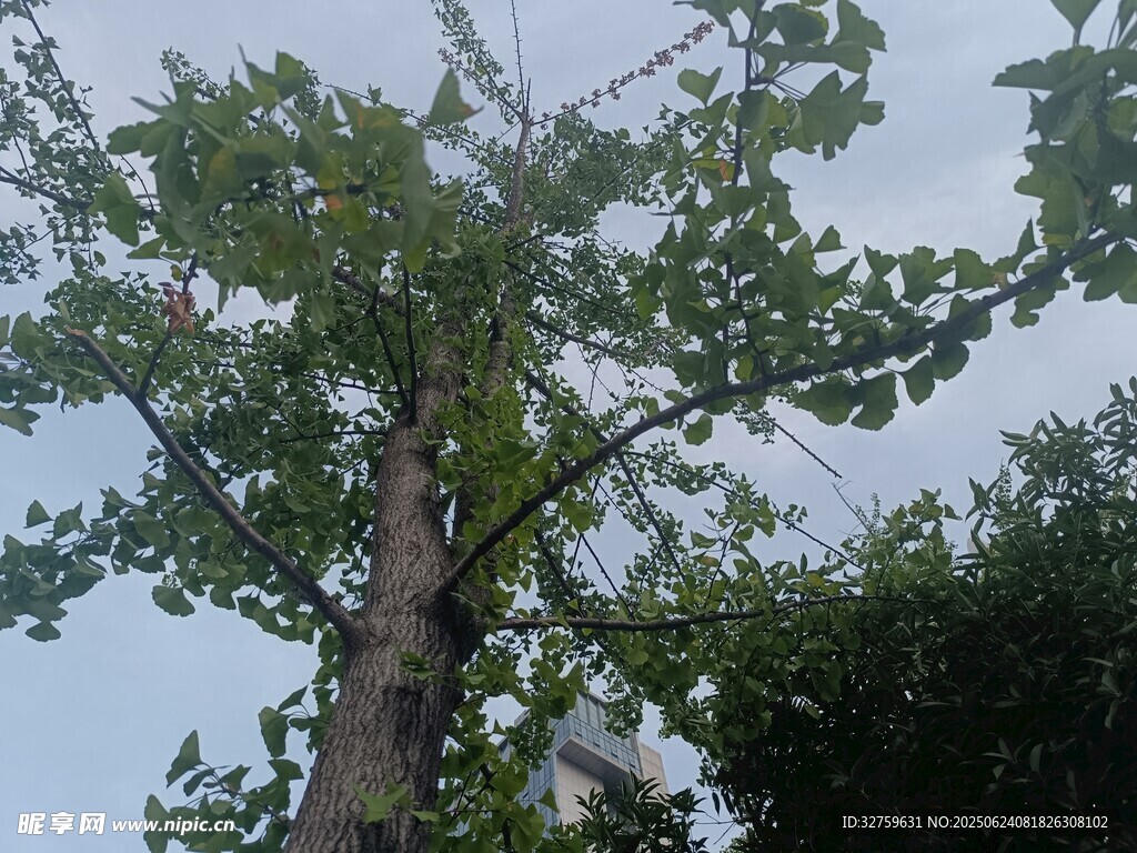 高大挺拔的綠樹