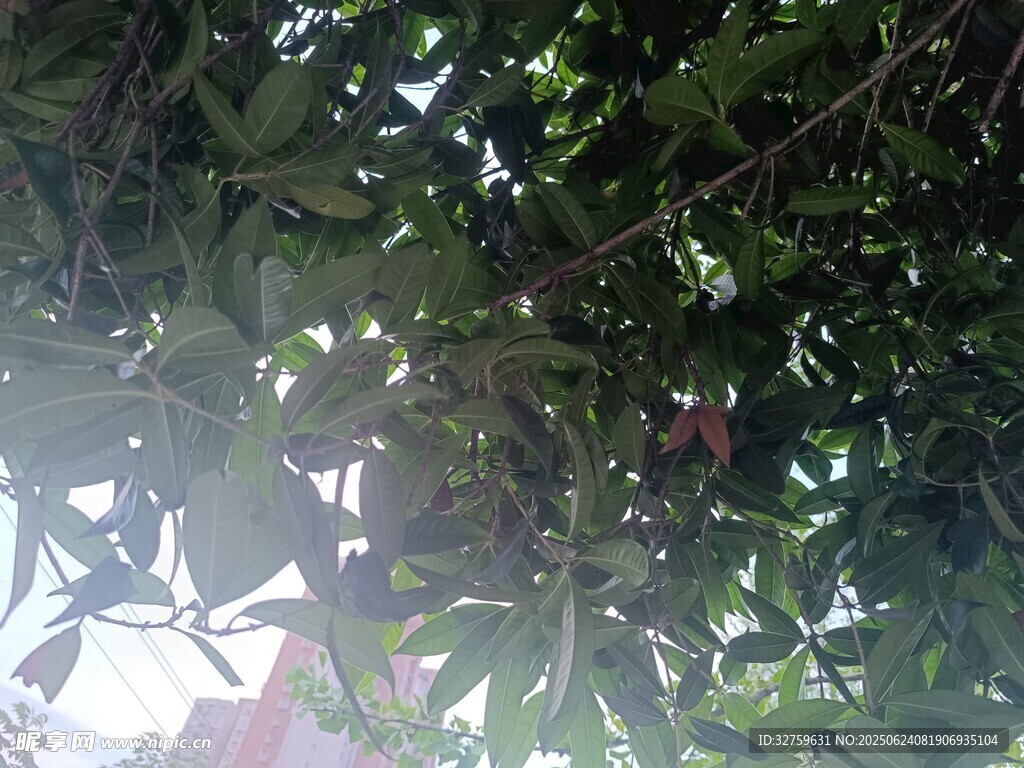 枝葉繁茂的綠意景象