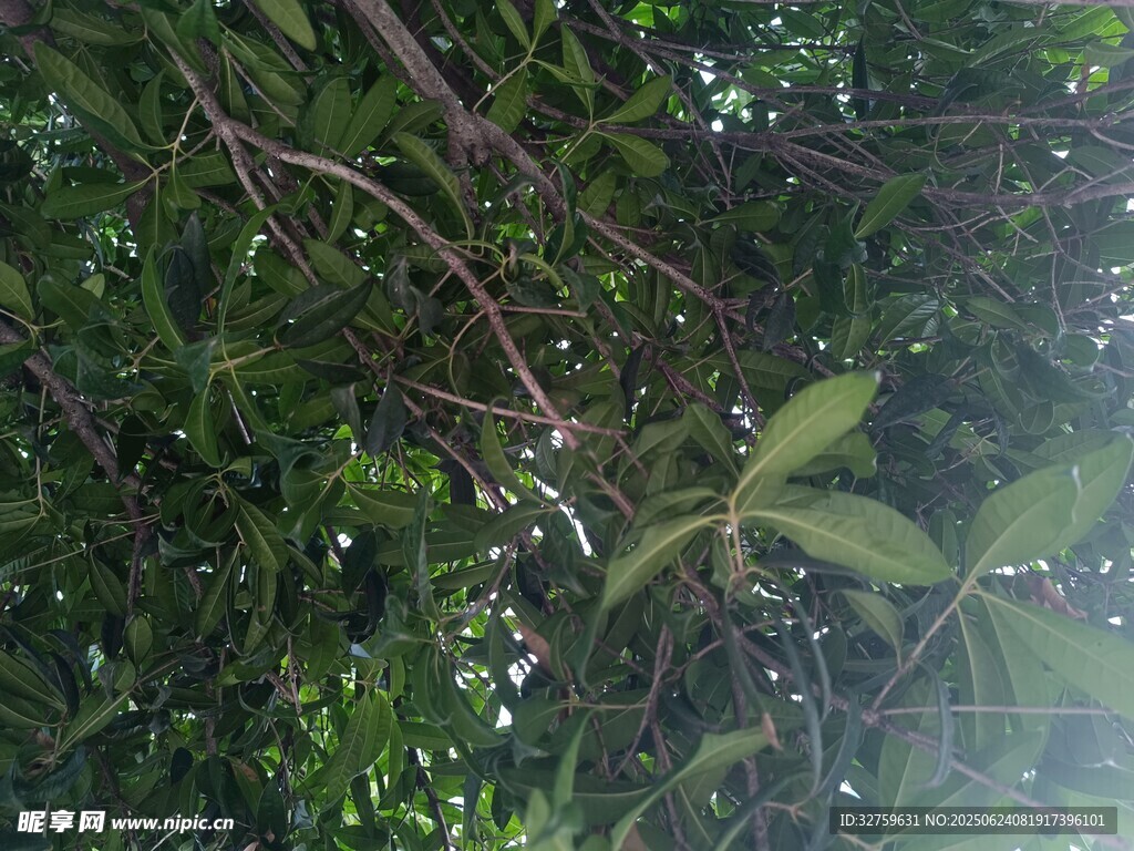 繁茂枝葉間的綠意生機