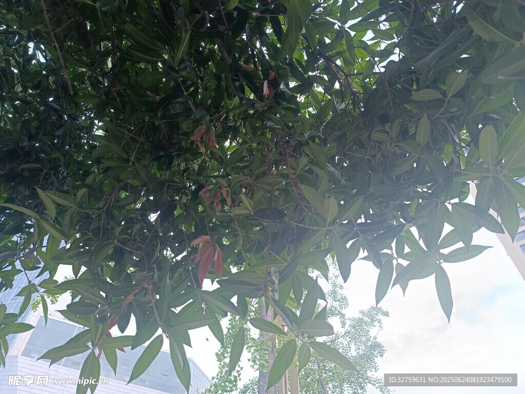 仰視繁茂枝葉間的天空
