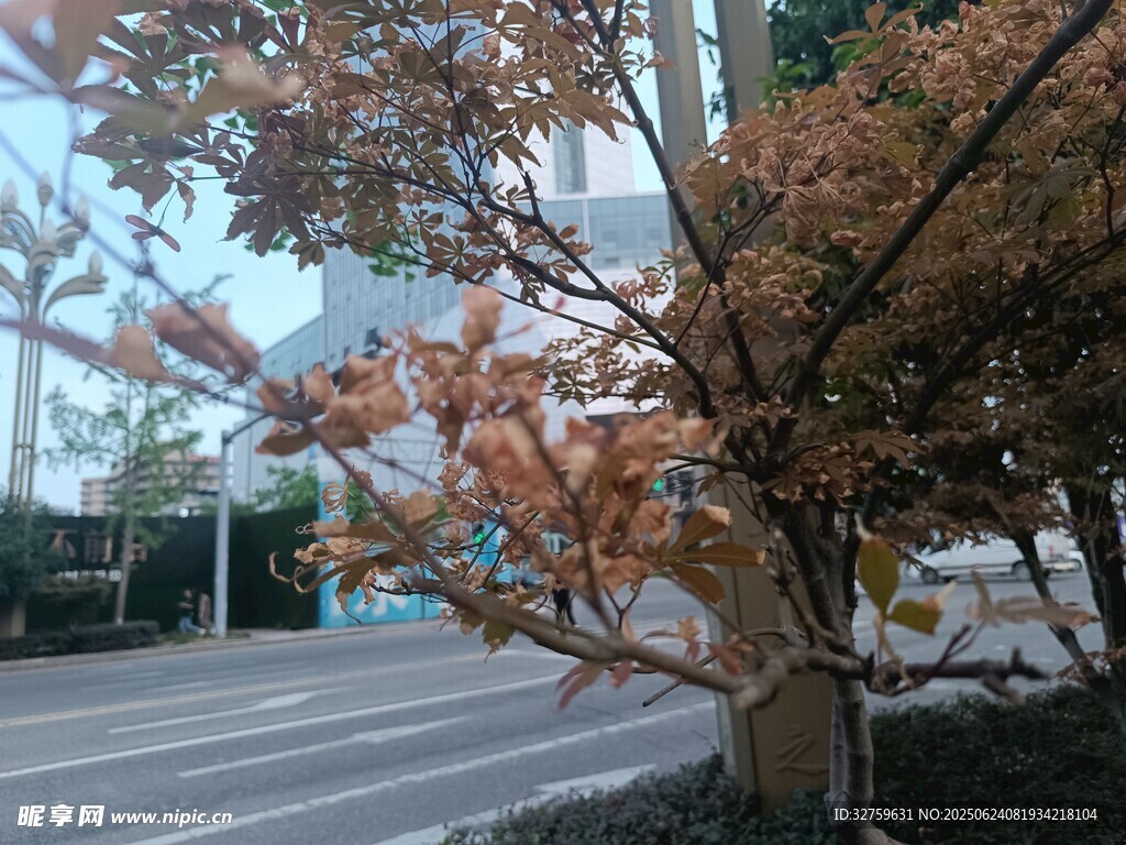 街道旁的紅葉樹
