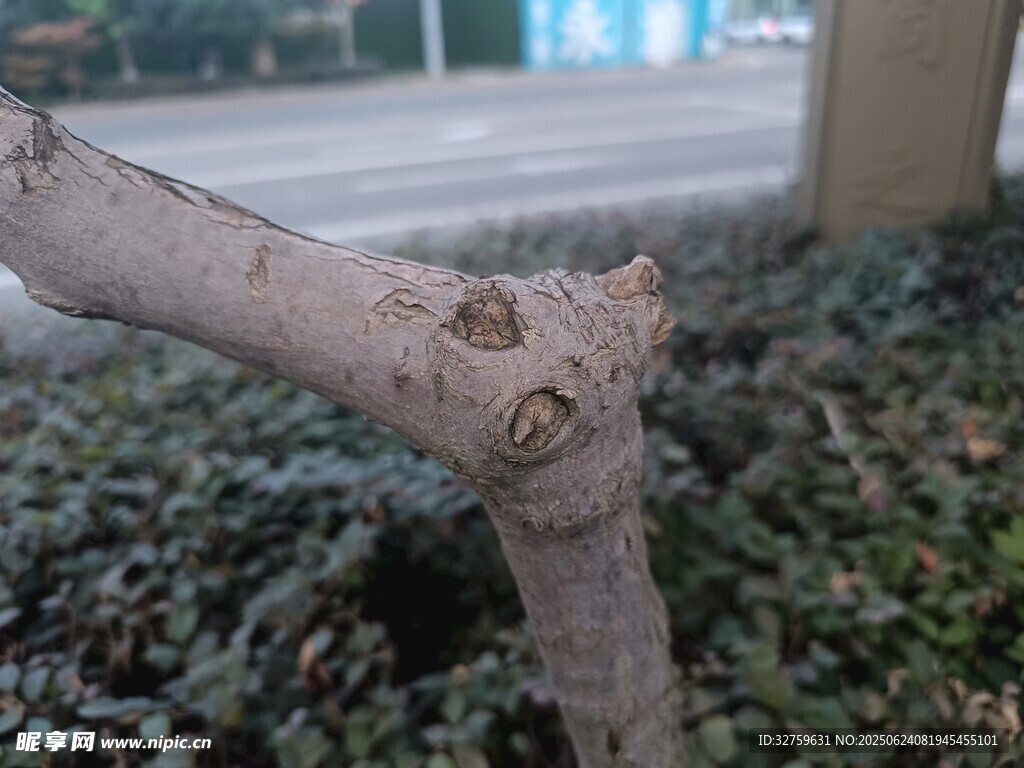 彎曲樹干下的綠植景觀