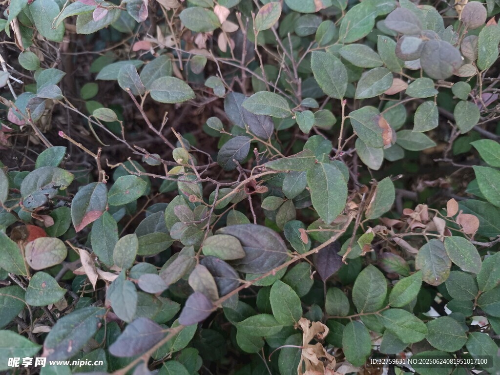 綠葉植物特寫