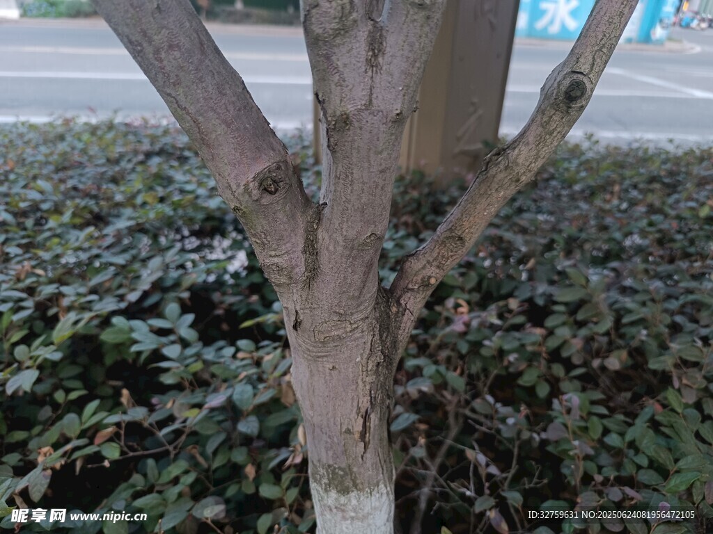 樹干旁的繁茂綠植