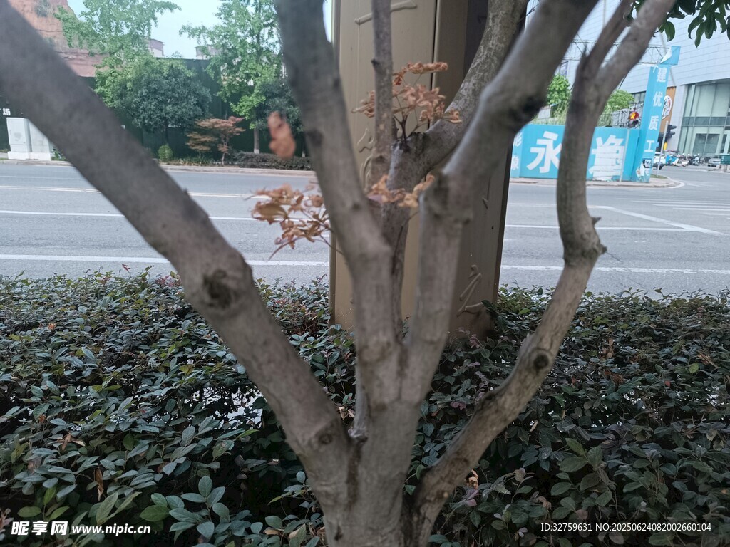 樹干特寫與周邊綠植景觀