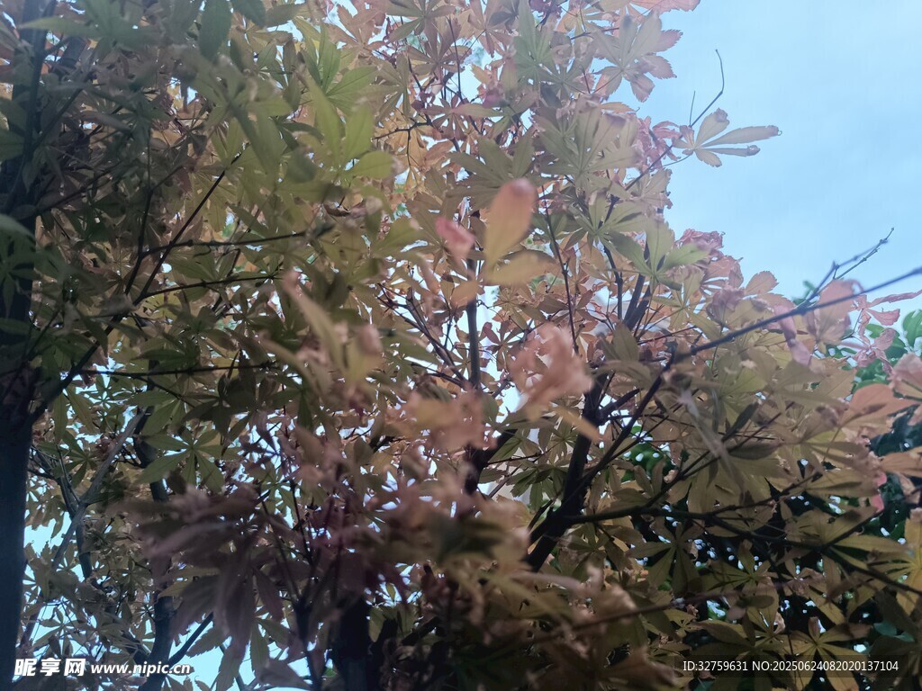 秋日斑斕樹木景致