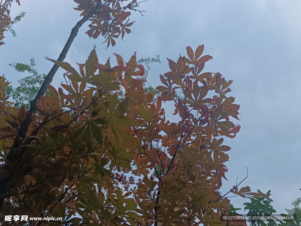 秋日樹梢斑斕樹葉映藍天