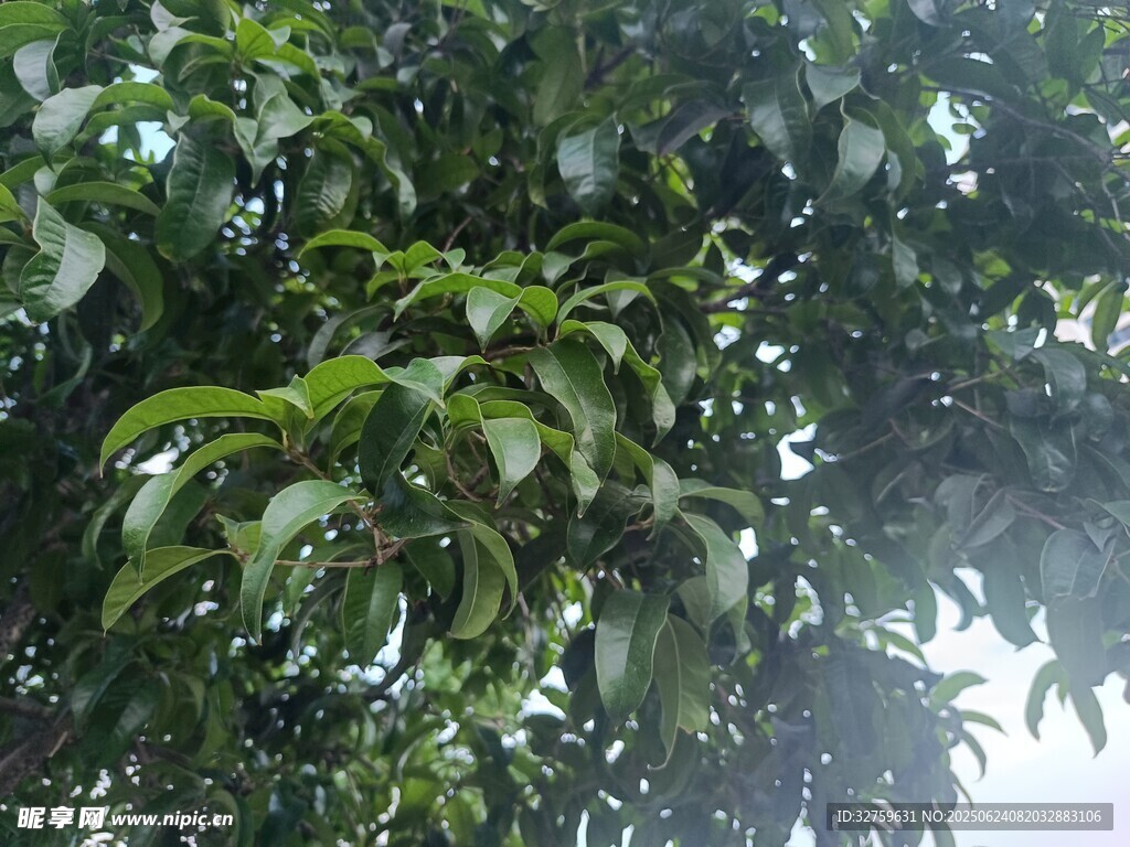 繁茂綠葉的生機景象