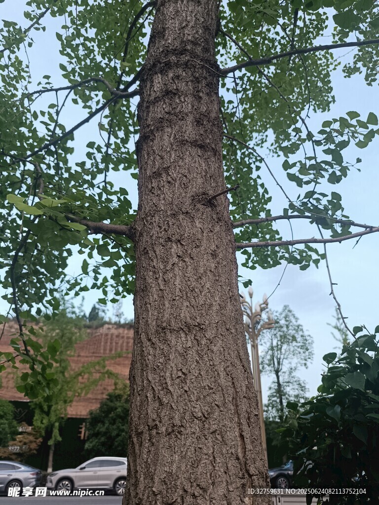 高大挺拔的樹木