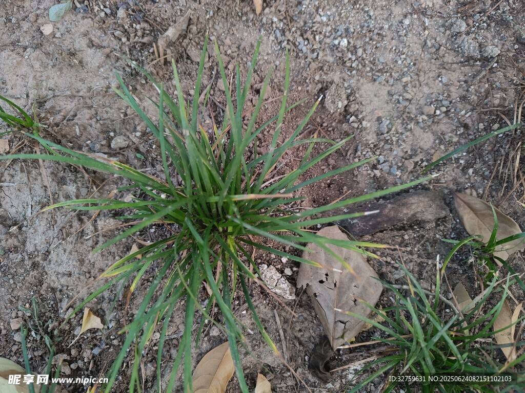 地面生長的綠色細長植物