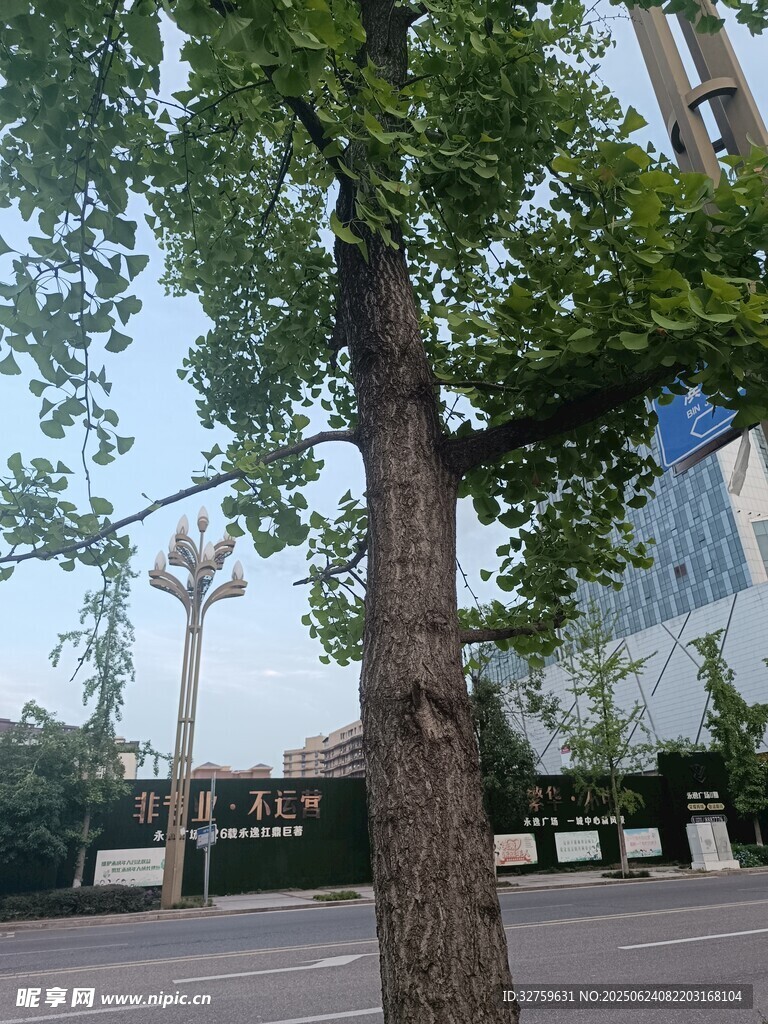 街邊高大茂盛的綠色樹木