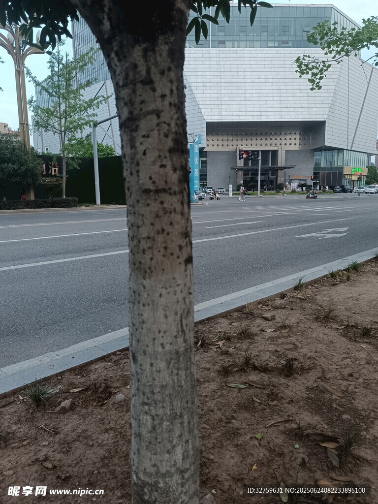 路邊樹木與遠處建筑景觀