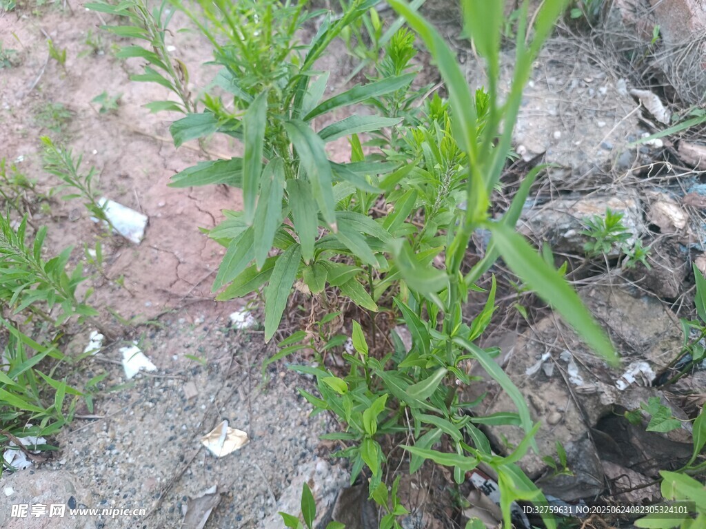 路邊生長的綠色植物