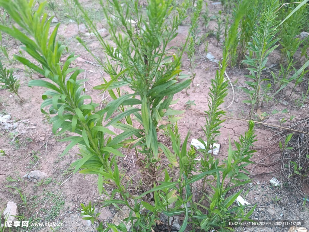 野外生長的綠色植物