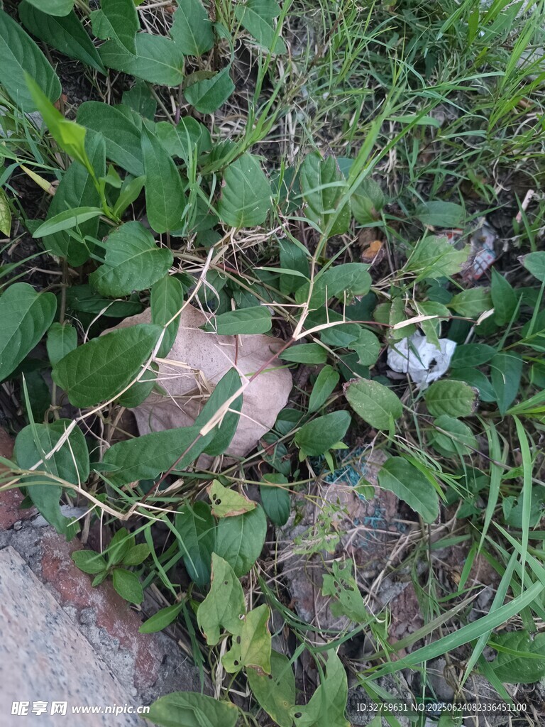 草叢中的垃圾