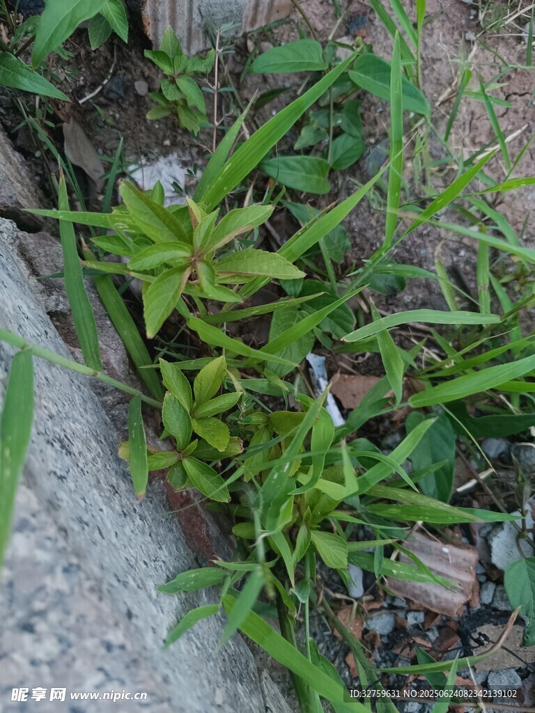 石縫中生長的綠色植物