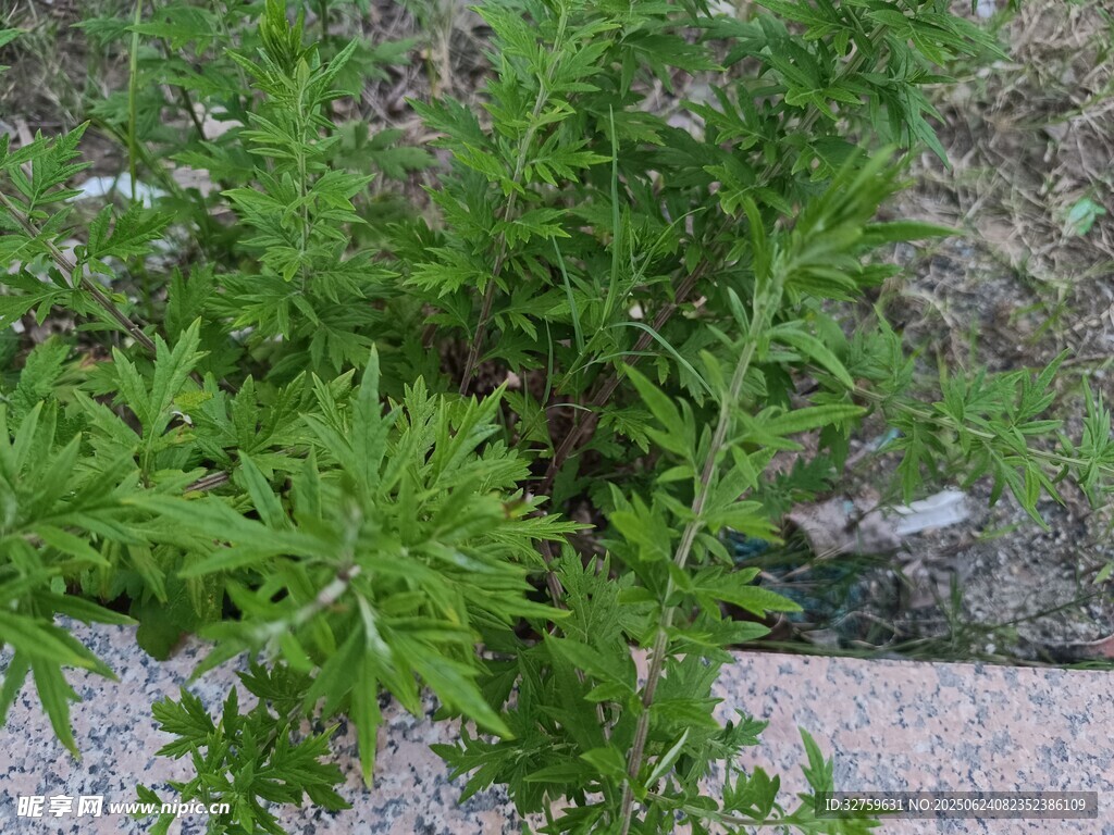綠色植物特寫