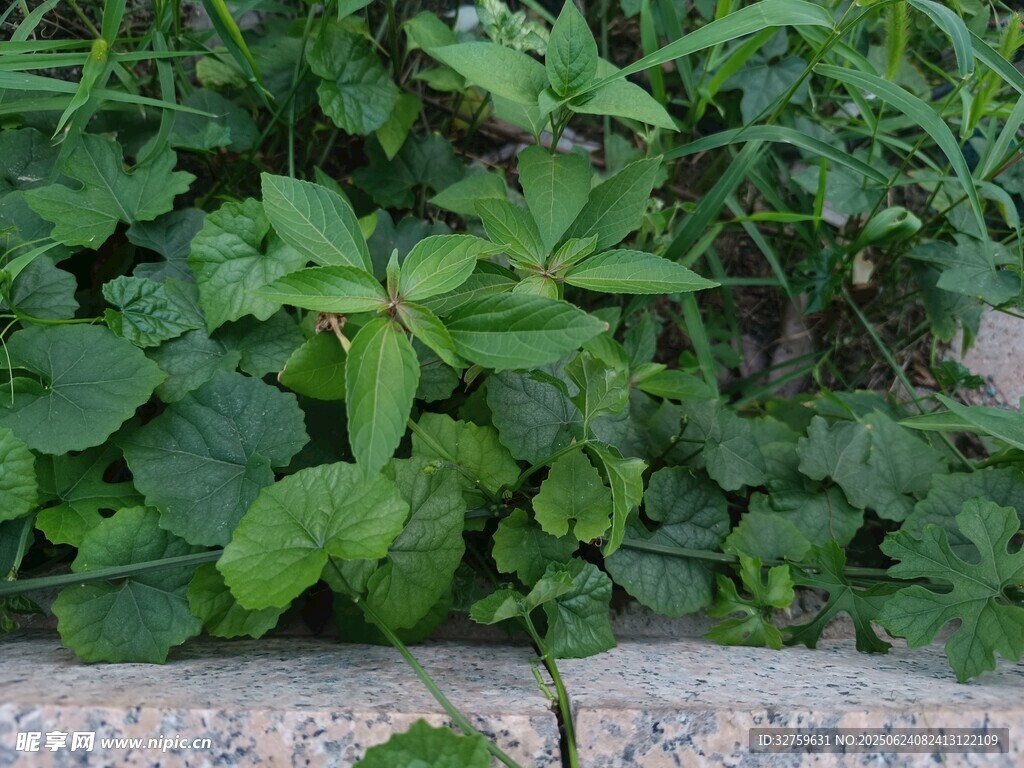 綠葉植物近景特寫
