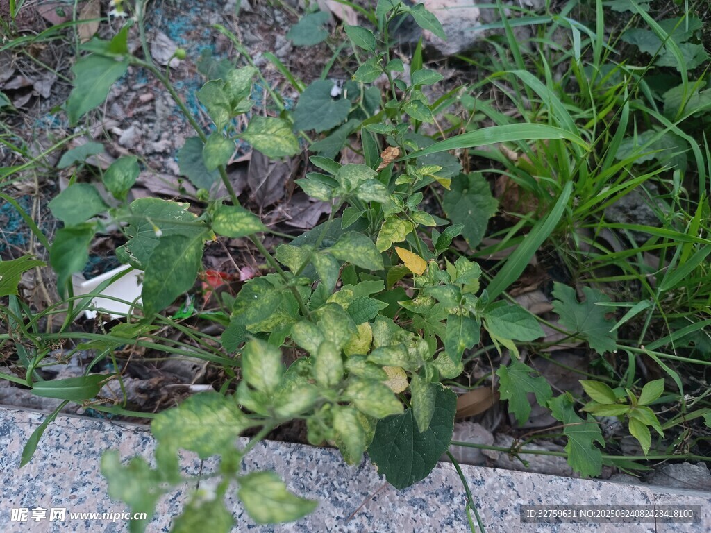 路邊生長的綠色植物
